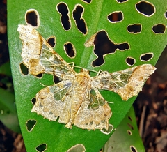 Krananda semihyalina