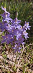 Thelymitra megcalyptra