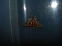 Catocala grynea