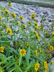 Bidens cernua