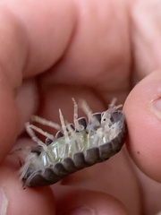 Holoverticata