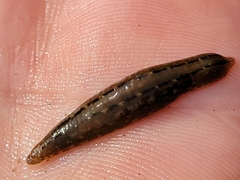 Glossiphonia elegans