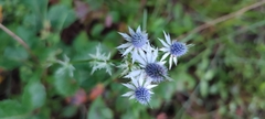 Eryngium heterophyllum