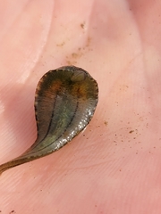 Glossiphonia elegans