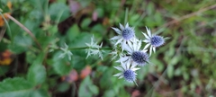 Eryngium heterophyllum
