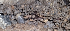 Epictia ater