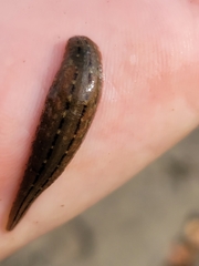 Glossiphonia elegans