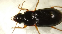 Harpalus pensylvanicus
