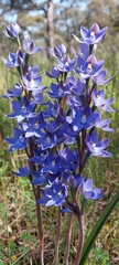 Thelymitra alcockiae