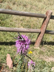 Limenitis weidemeyerii