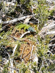 Lacerta schreiberi
