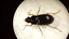 Harpalus pensylvanicus