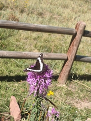 Limenitis weidemeyerii