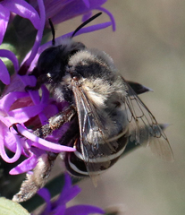 Anthophora walshii