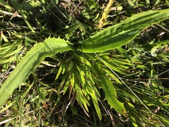 Eryngium vesiculosum
