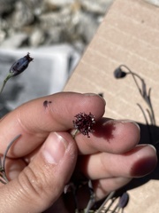 Porophyllum linaria