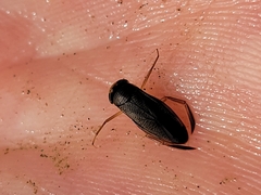 Corixini