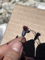 Porophyllum linaria