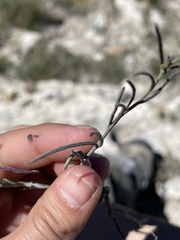 Porophyllum linaria