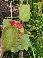 Lasiopetalum floribundum
