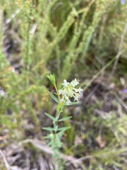 Pimelea