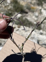 Porophyllum linaria