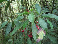 Ardisia