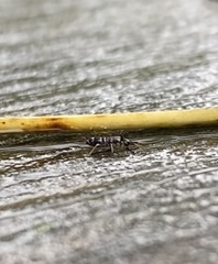 Tomocerinae