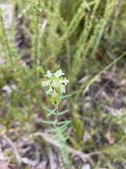 Pimelea
