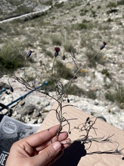 Porophyllum linaria
