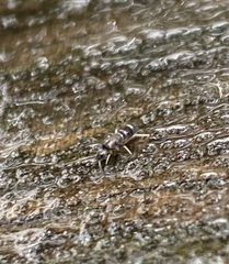 Tomocerinae