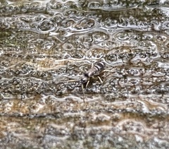 Tomocerinae