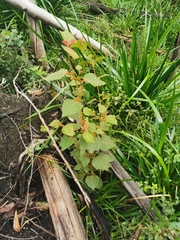 Lasiopetalum floribundum