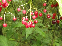 Ardisia