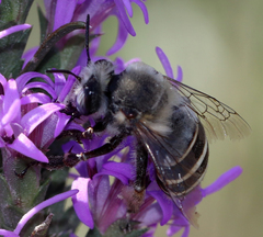 Anthophora walshii