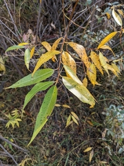Salix lasiandra caudata