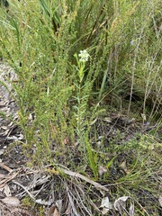 Pimelea