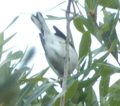 Setophaga pensylvanica
