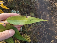 Salix lasiandra caudata
