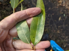 Salix lasiandra caudata