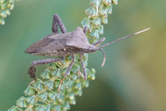 Acanthocephala terminalis