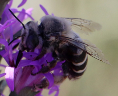 Anthophora walshii