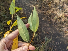 Salix lasiandra caudata
