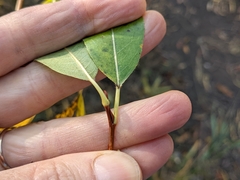 Salix lasiandra caudata
