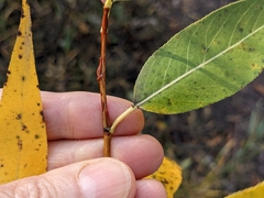 Salix lasiandra caudata