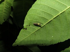 Cosmopterix