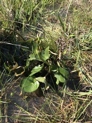 Ornduffia reniformis