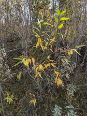Salix lasiandra caudata