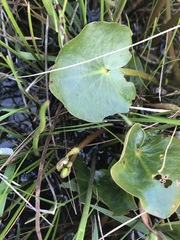 Ornduffia reniformis