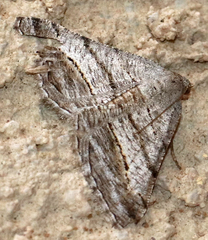 Digrammia pallorata